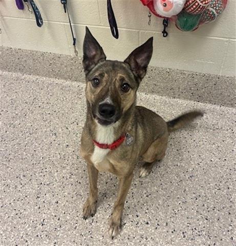 Enlarge CALLIE, a Adoptable Australian Cattle Dog / Blue Heeler in Brighton, CO image 1/1