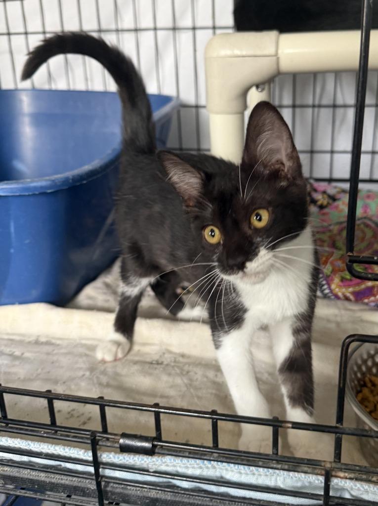 Nora, Adoptable, Kitten Female Domestic Short Hair.
