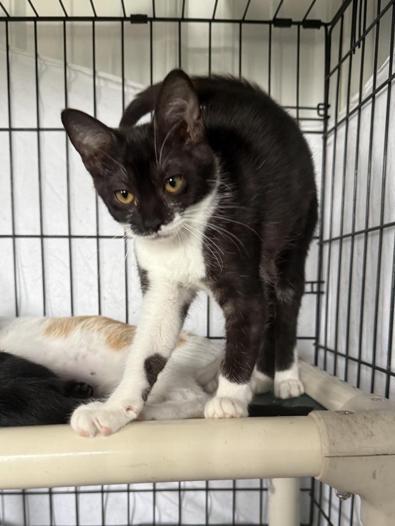 Enlarge Nora, a Adoptable mixed breed in Hartford City, IN image 2/5