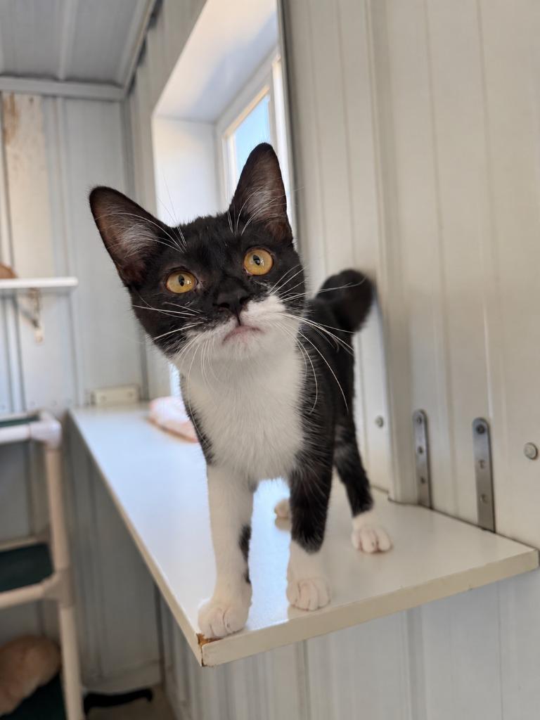 Enlarge Nora, a Adoptable mixed breed in Hartford City, IN image 3/5