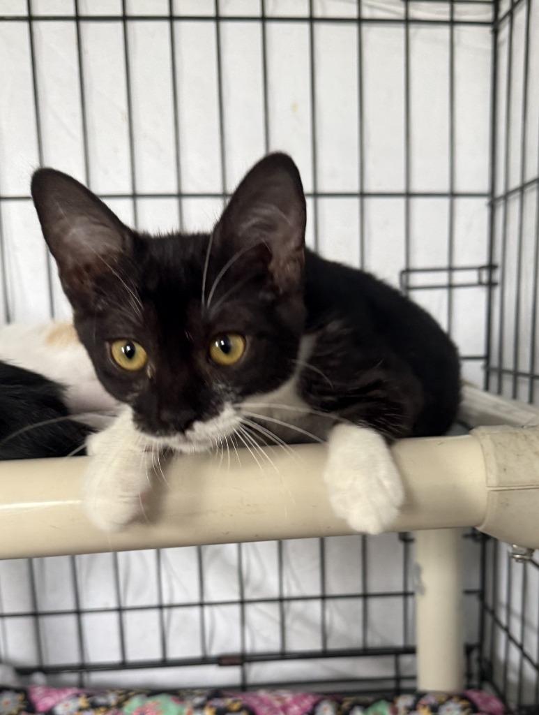 Enlarge Nora, a Adoptable mixed breed in Hartford City, IN image 4/5
