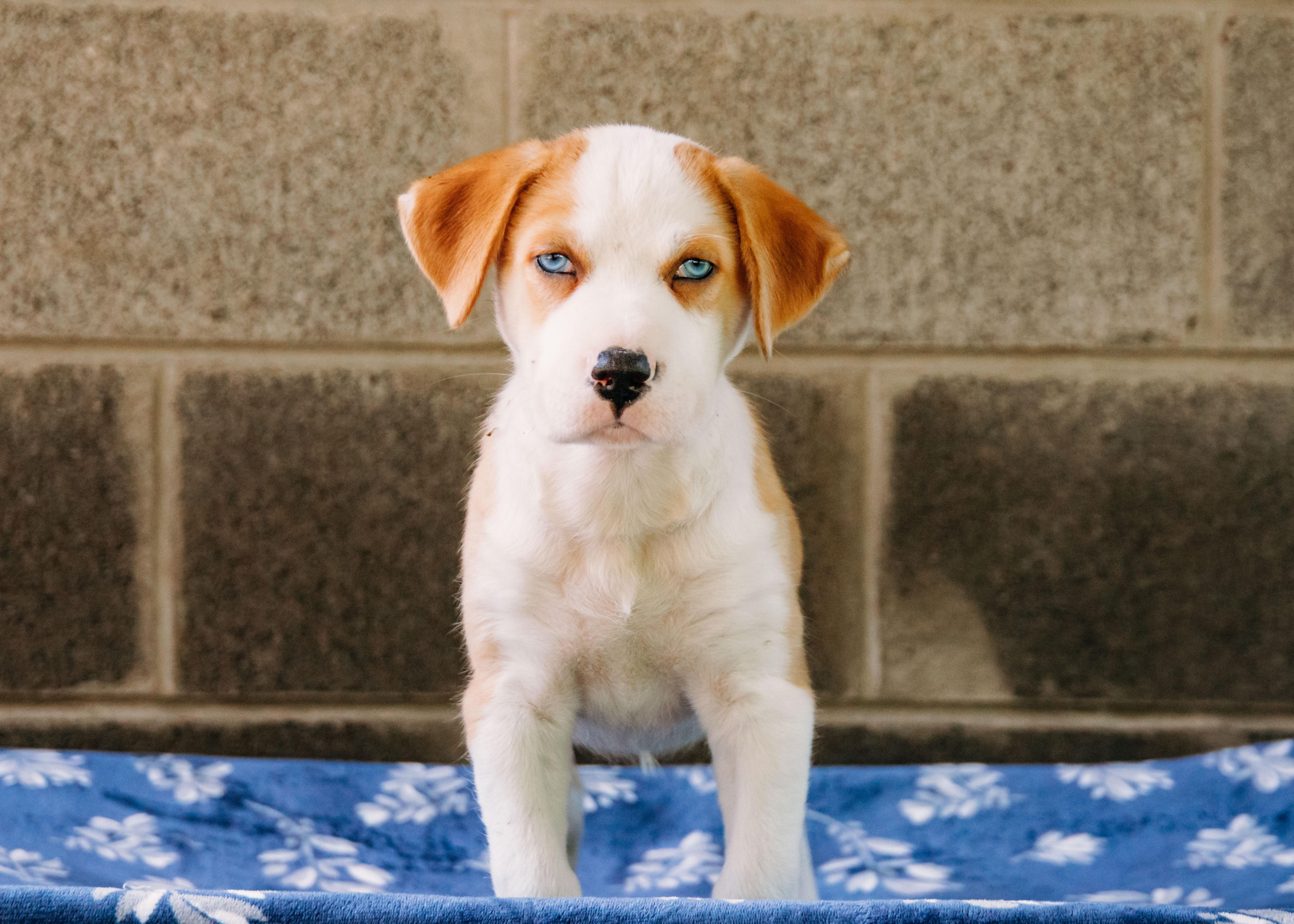 Enlarge Buzz, an adopted mixed breed in Loudon, TN image 2/2
