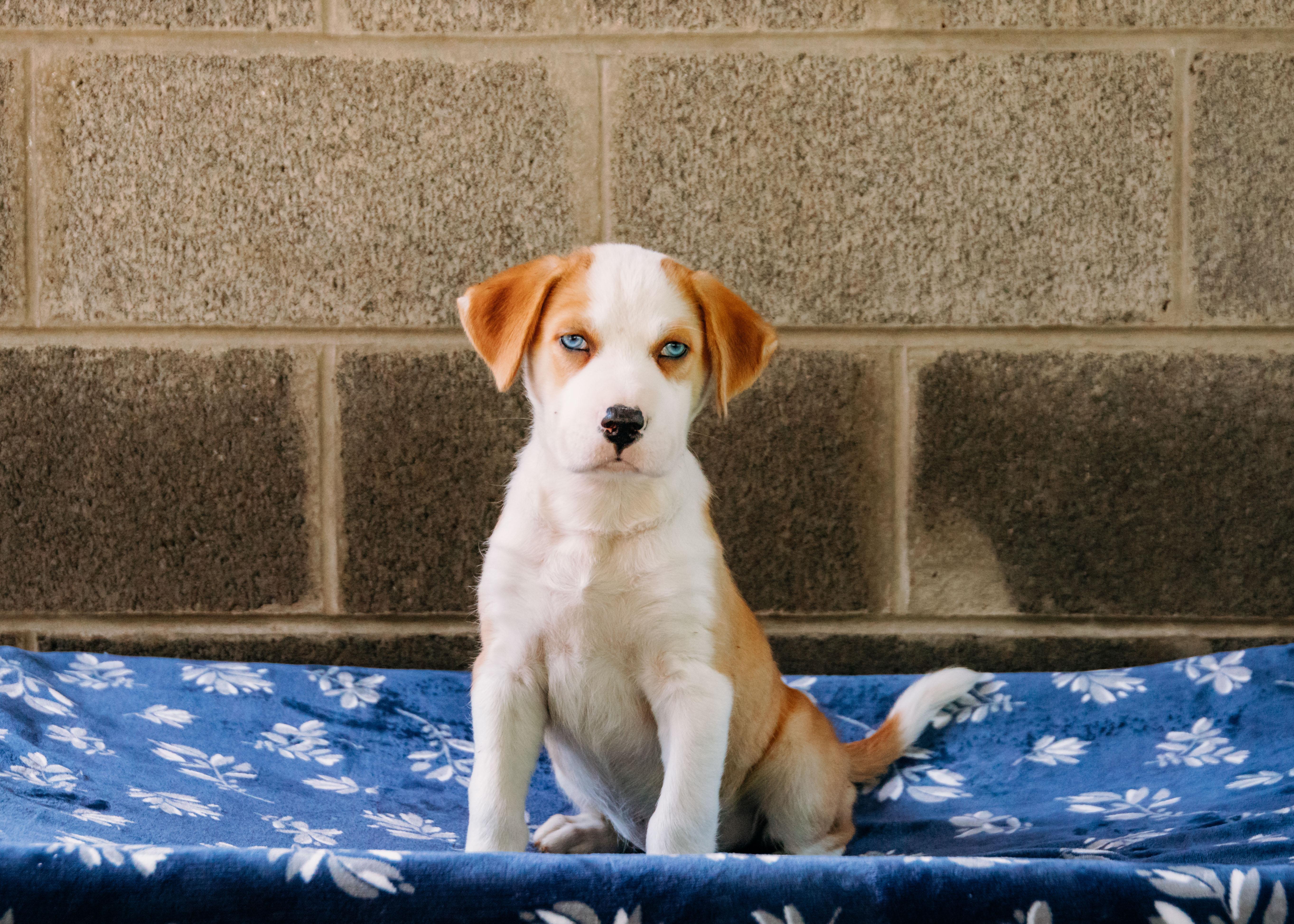 Enlarge Buzz, an adopted mixed breed in Loudon, TN image 1/2