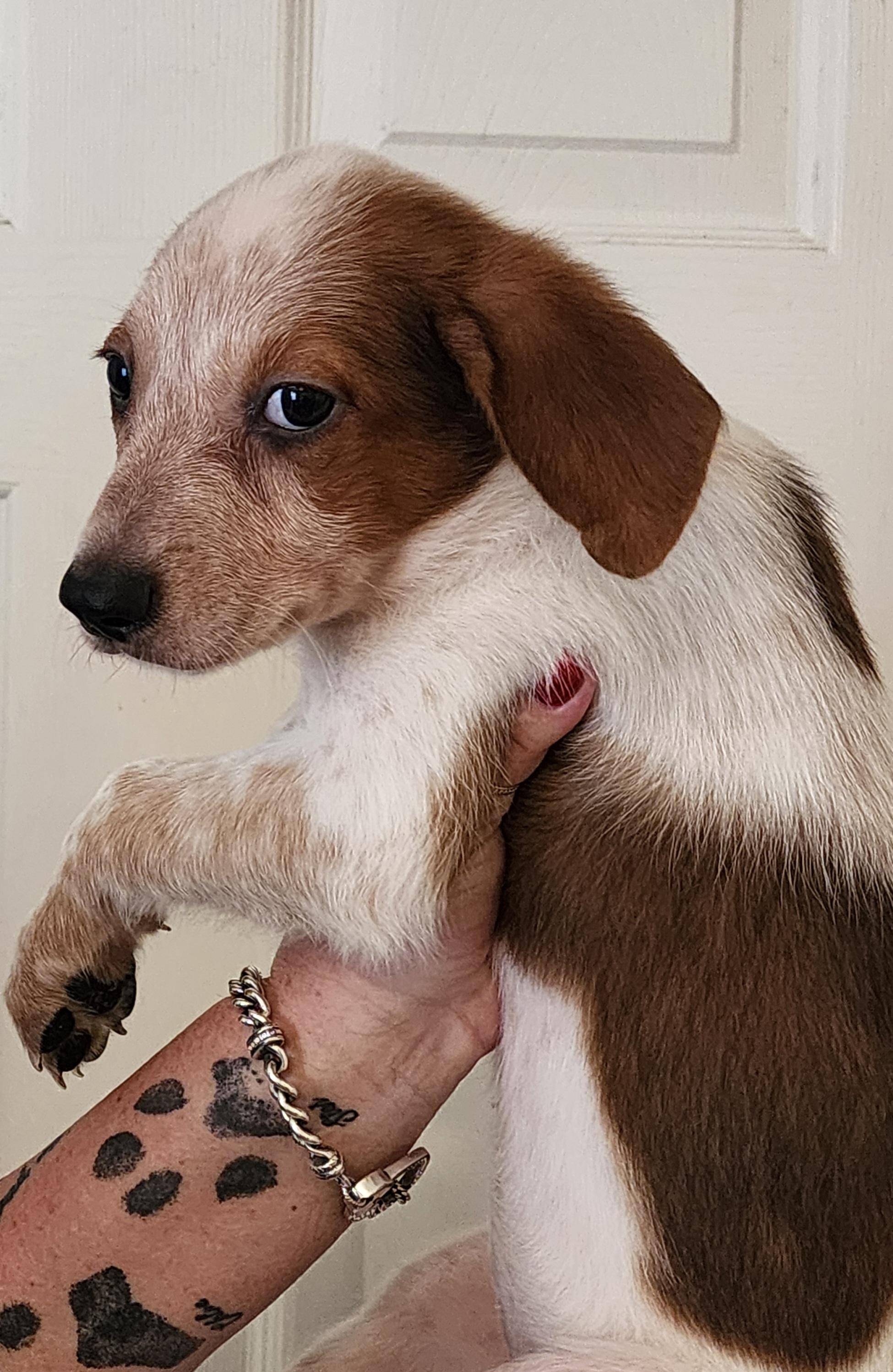 Cowgirl - FL, Adopted, Puppy Female Australian Cattle Dog / Blue Heeler & Catahoula Leopard Dog.