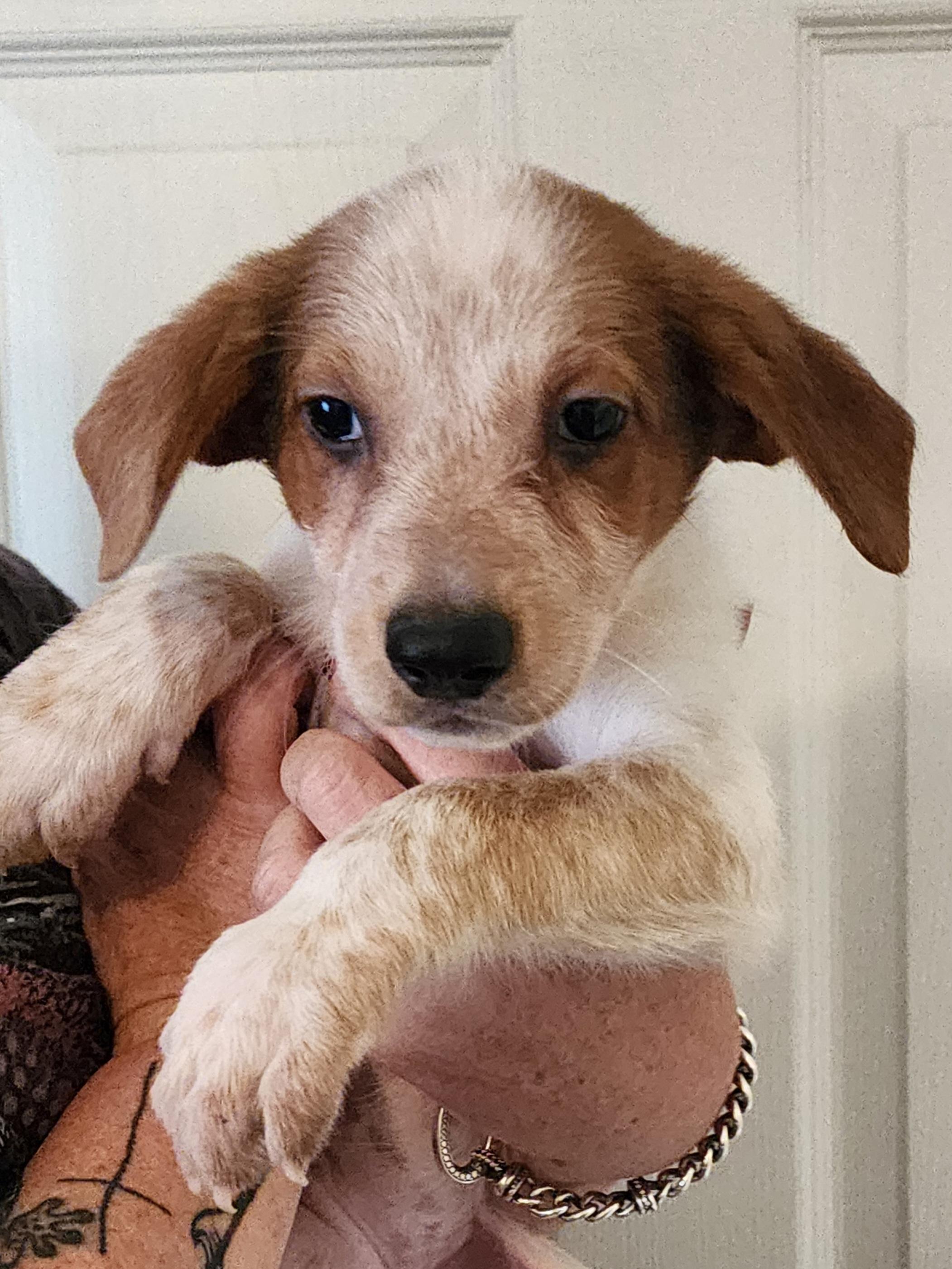 Enlarge Cowgirl - FL, a Adopted mixed breed in Jacksonville, FL image 3/4