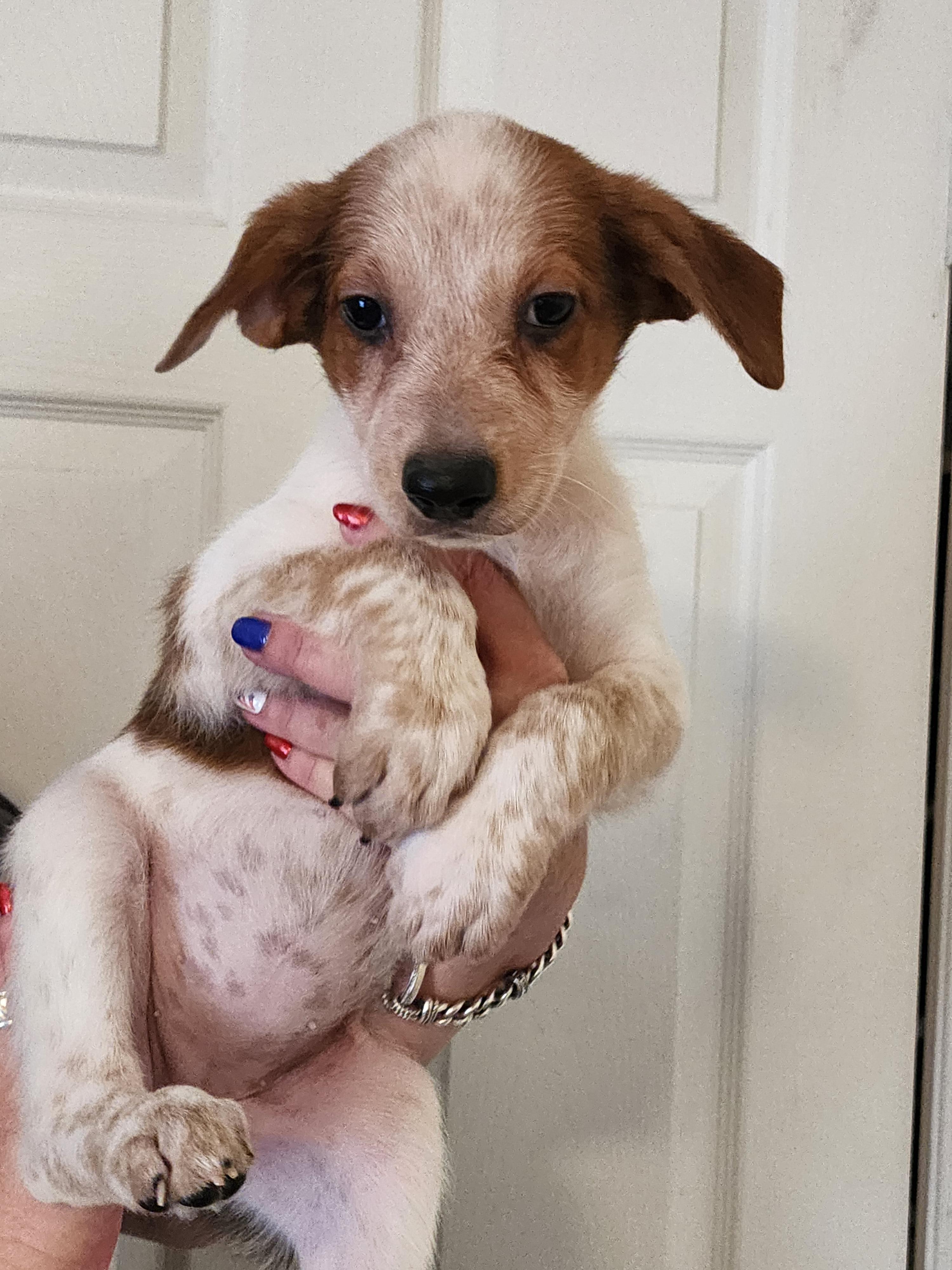 Enlarge Cowgirl - FL, a Adopted mixed breed in Jacksonville, FL image 4/4