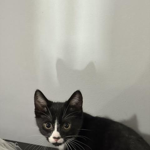 Enlarge Sword (bonded with Omaha), a Adoptable Domestic Short Hair in FITCHBURG, MA image 3/5