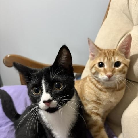 Enlarge Sword (bonded with Omaha), a Adoptable Domestic Short Hair in FITCHBURG, MA image 4/5