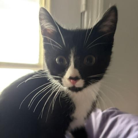 Sword (bonded with Omaha), Adoptable, Kitten Male Domestic Short Hair.