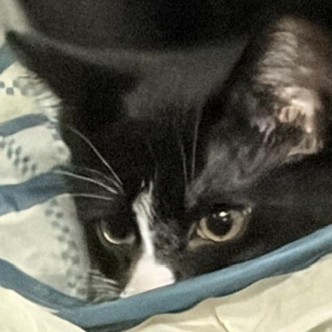 Enlarge Sword (bonded with Omaha), a Adoptable Domestic Short Hair in FITCHBURG, MA image 5/5