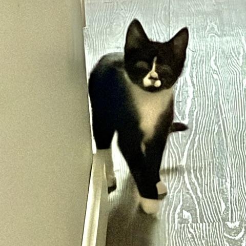 Enlarge Sword (bonded with Omaha), a Adoptable Domestic Short Hair in FITCHBURG, MA image 2/5