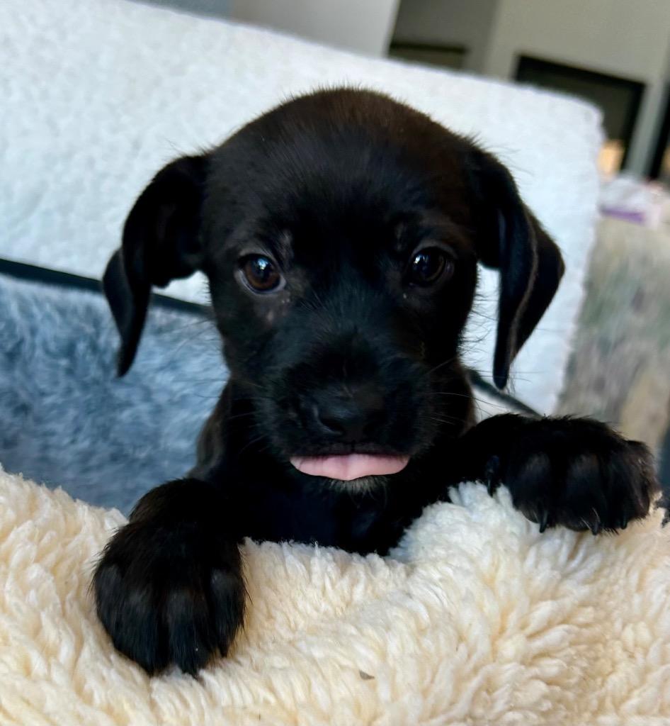 Gracia, Adoptable, Puppy Female Labrador Retriever & Terrier.