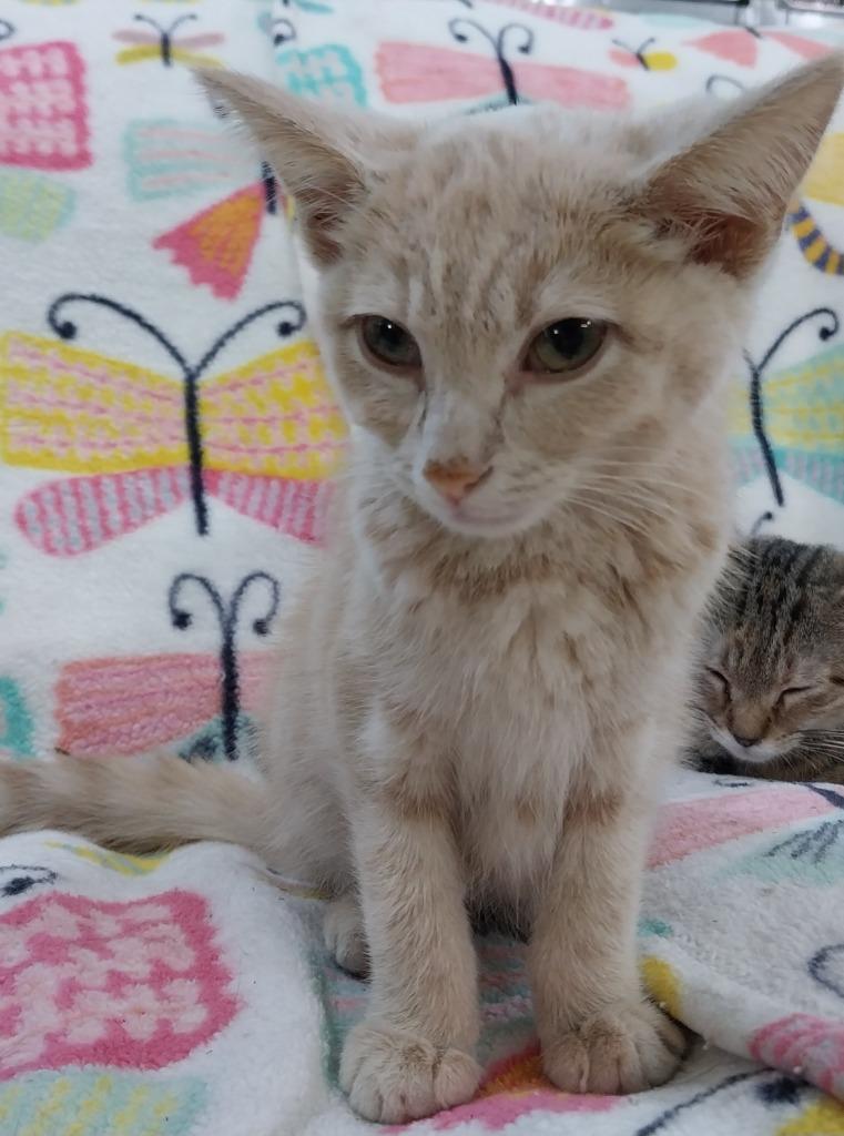 Sunbeam — thumbnail 2