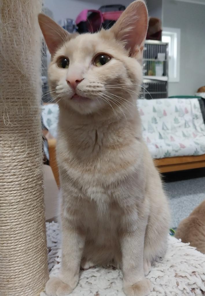 Sunbeam — thumbnail 3