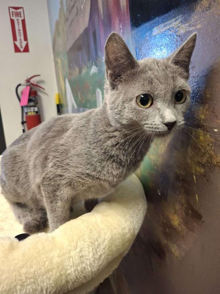 Enlarge VALENTINA, a ADOPTABLE Domestic Short Hair in Ironwood, MI image 1/3