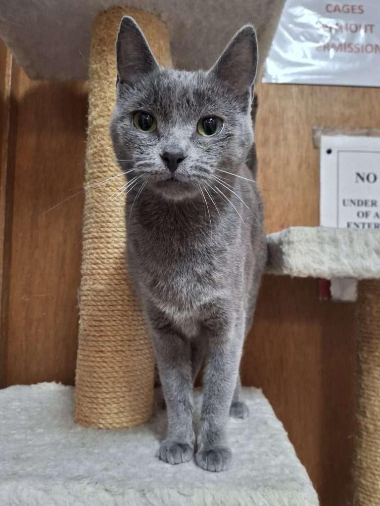 Enlarge VALENTINA, a ADOPTABLE Domestic Short Hair in Ironwood, MI image 2/3