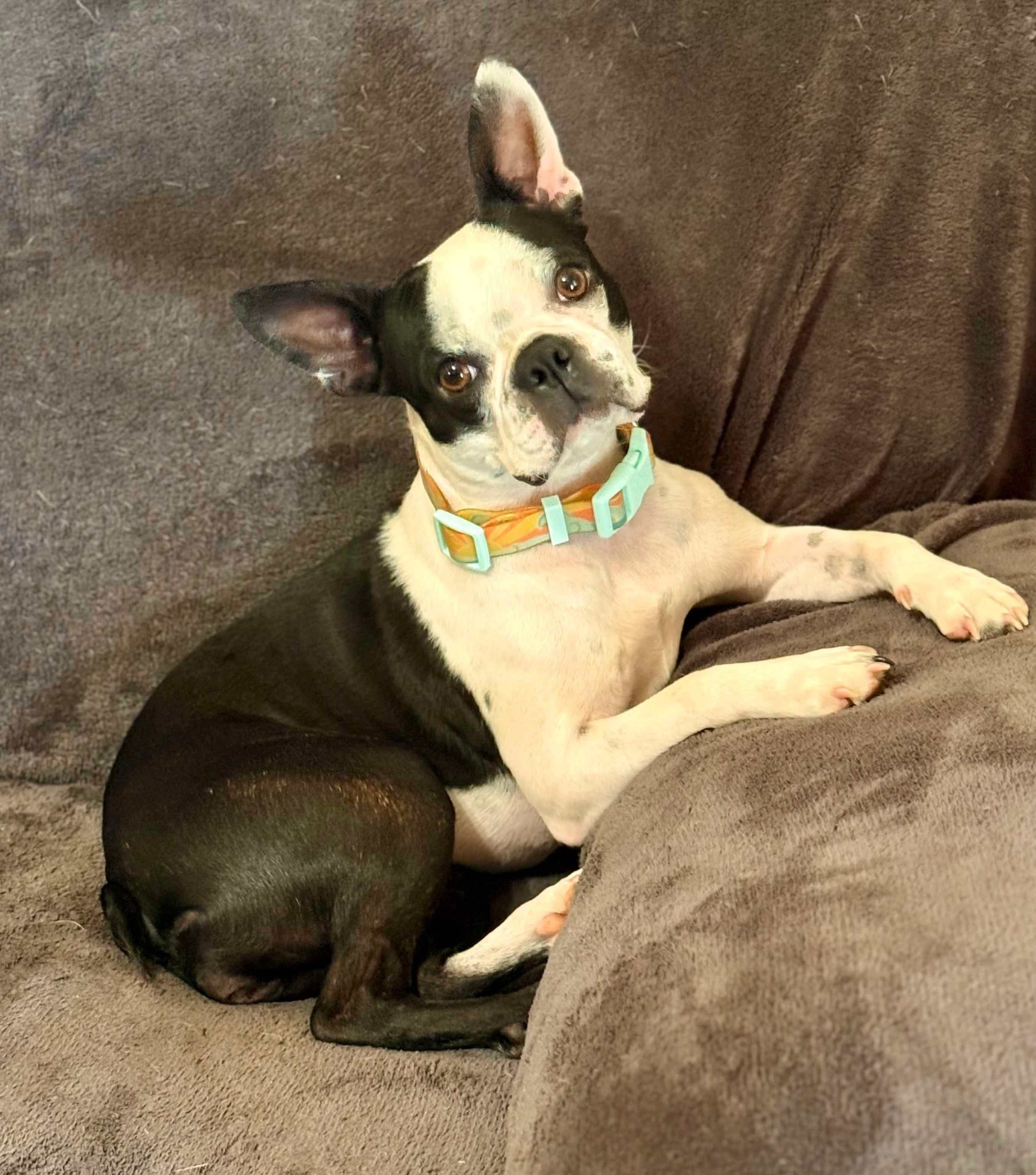 Lula, Adoptable, Young Female Boston Terrier.