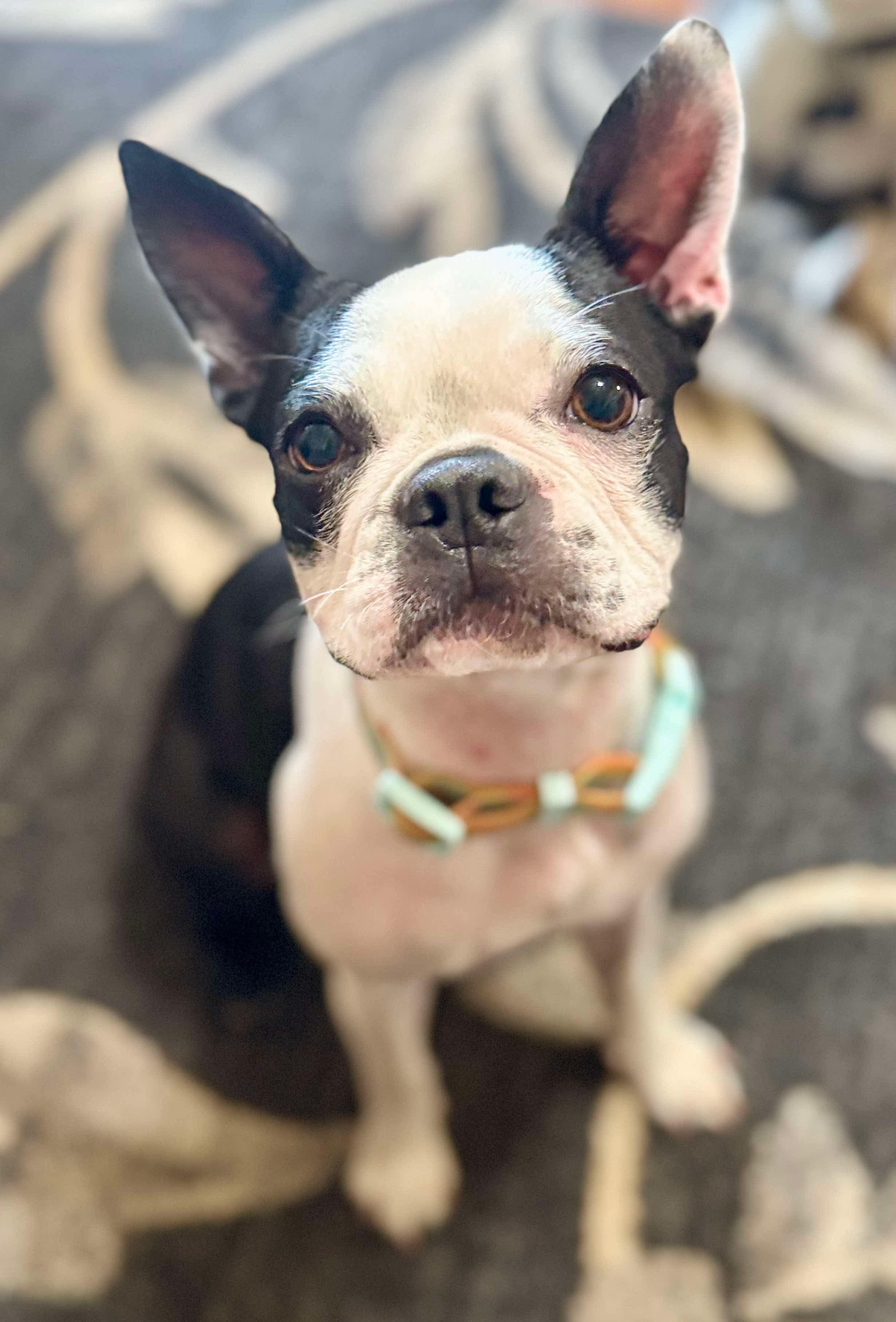 Enlarge Lula, a Adoptable Boston Terrier in Muskogee, OK image 3/6