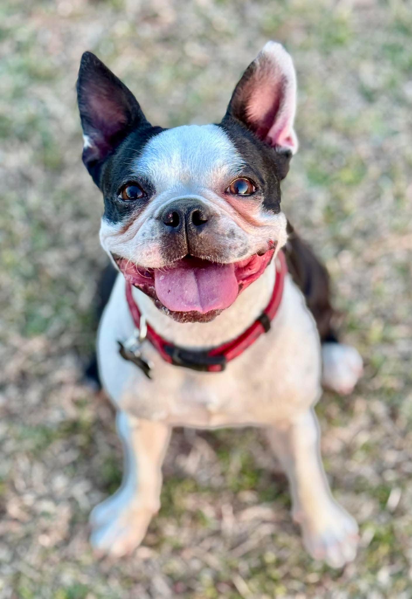 Enlarge Lula, a Adoptable Boston Terrier in Muskogee, OK image 3/3