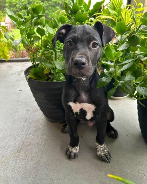 Stitch, Adopted, Puppy Male Labrador Retriever & Pointer.