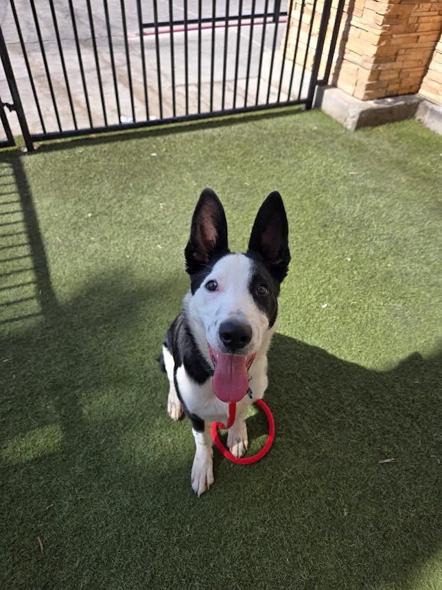 Raymon, Young Male Border Collie