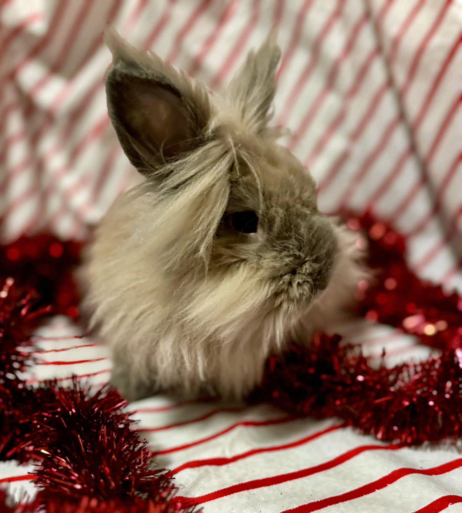 Sulley, Adopted, Young Male Lionhead.