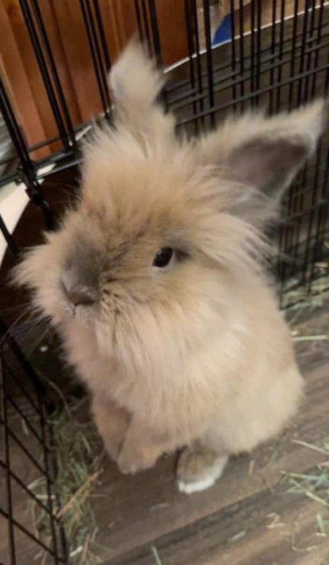 Sulley, a Adopted Lionhead in Lakeville, MN image 2/3