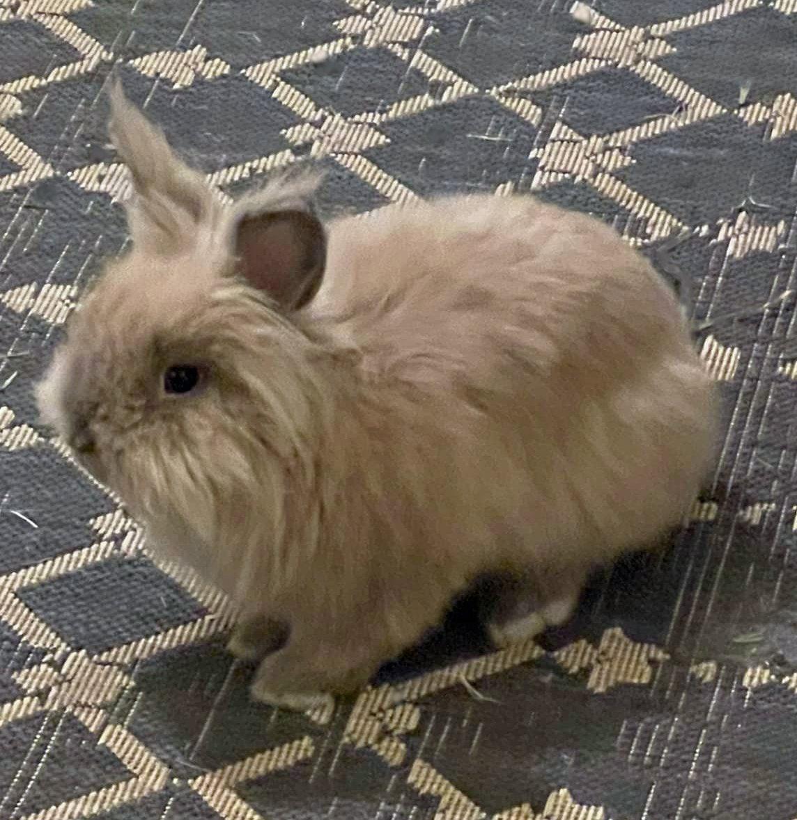 Sulley, a Adopted Lionhead in Lakeville, MN image 3/3