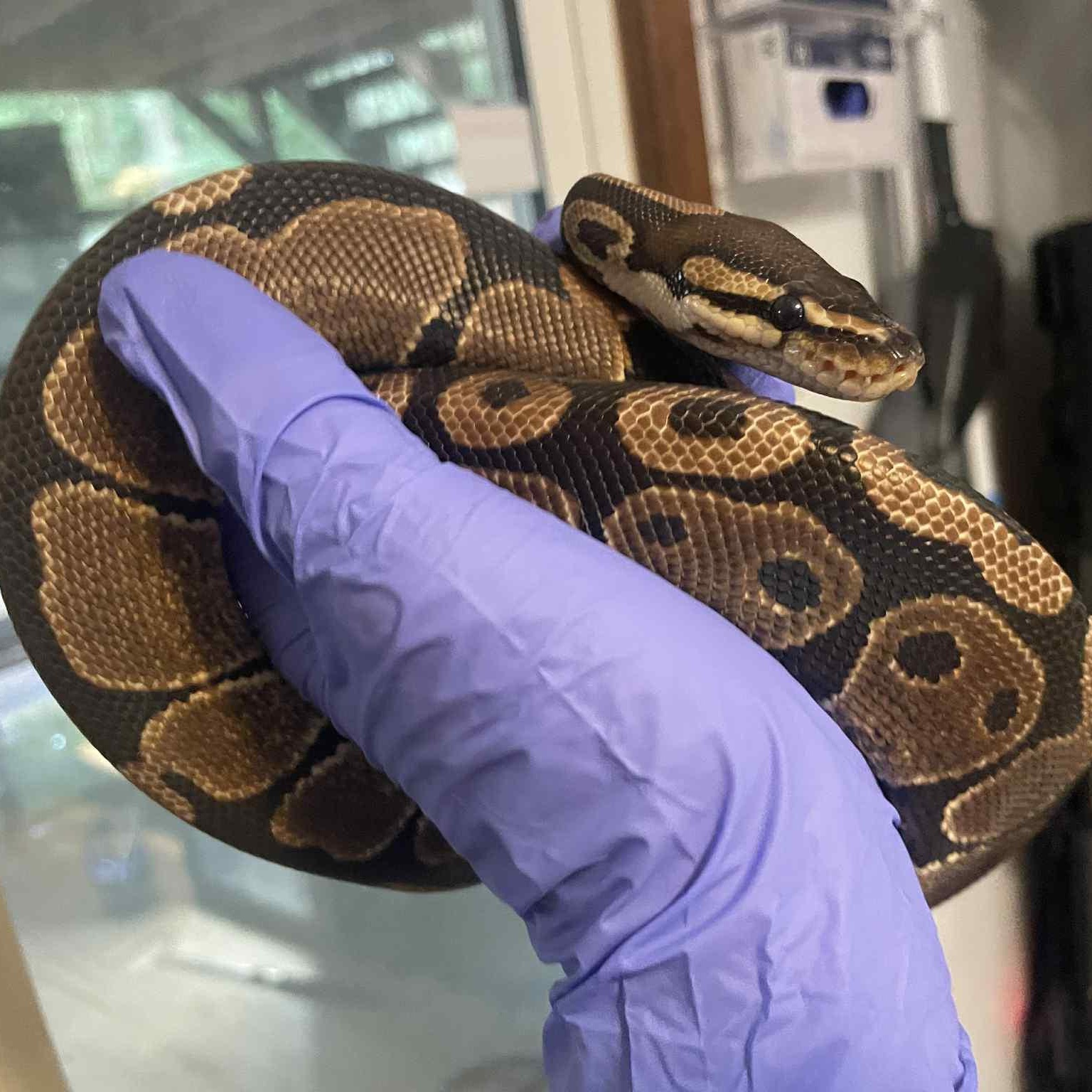 Amir, Adoptable, Young Unknown Ball Python.