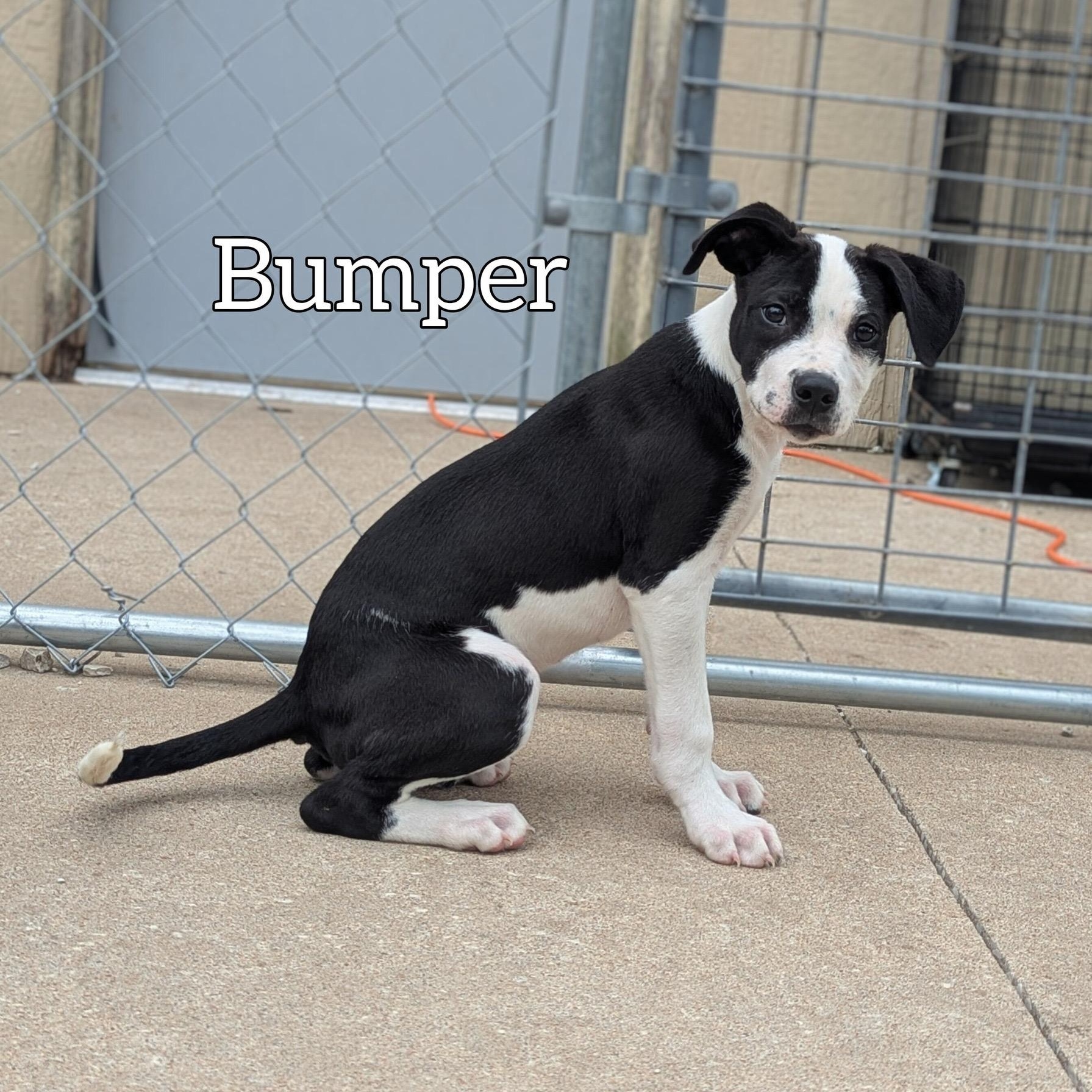 Enlarge Bumper, a Adoptable Shepherd in Hollister, MO image 1/4