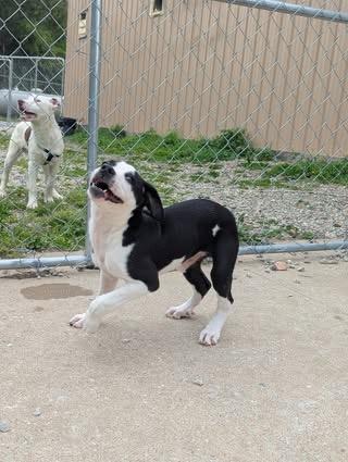 Enlarge Bumper, a Adoptable Shepherd in Hollister, MO image 2/4