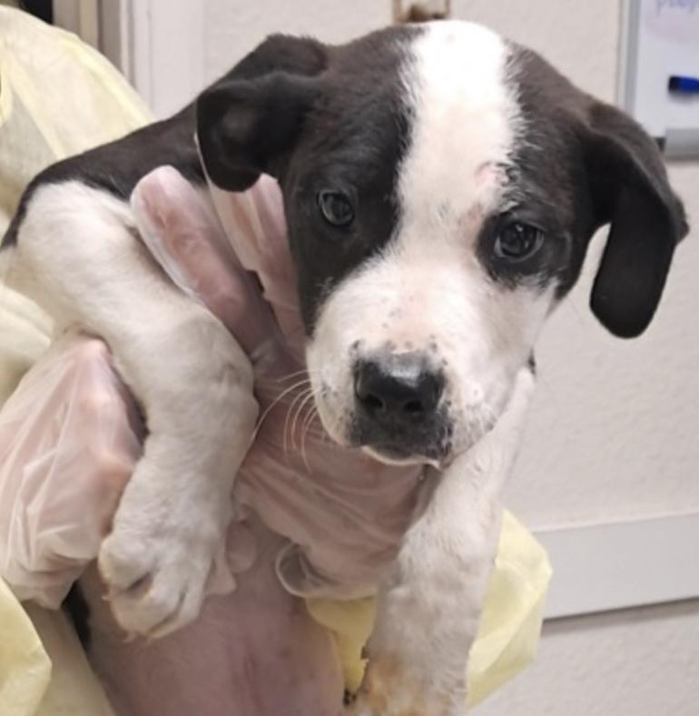 Enlarge Bumper, a Adoptable Shepherd in Hollister, MO image 4/4