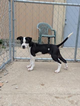 Enlarge Bumper, a Adoptable Shepherd in Hollister, MO image 3/4