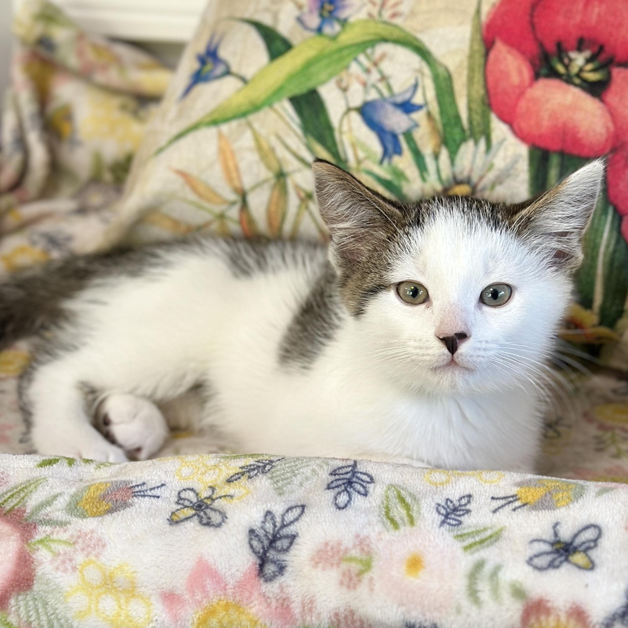 Enlarge Tao, an adopted Domestic Short Hair in Victor, NY image 5/5