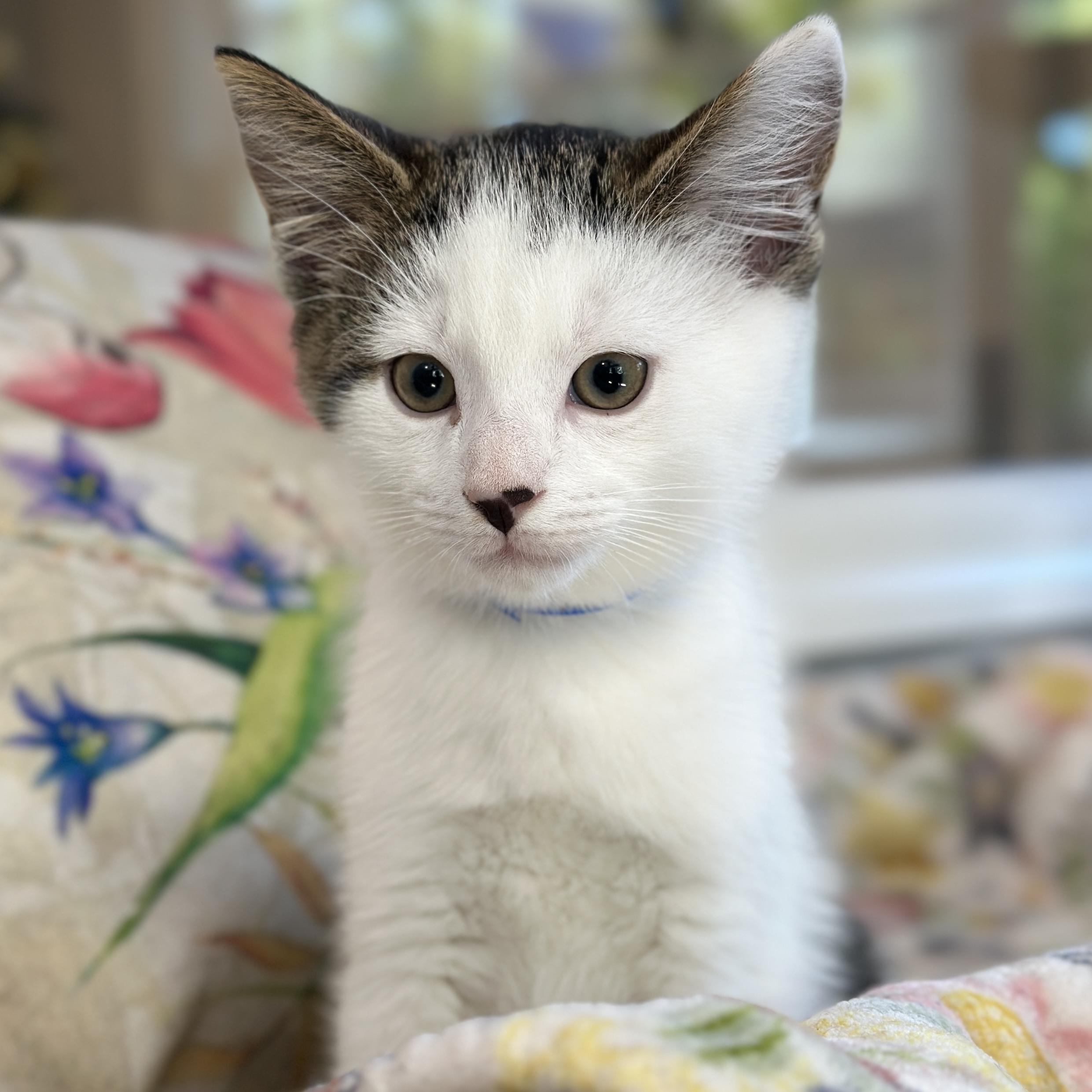 Enlarge Tao, an adopted Domestic Short Hair in Victor, NY image 4/5