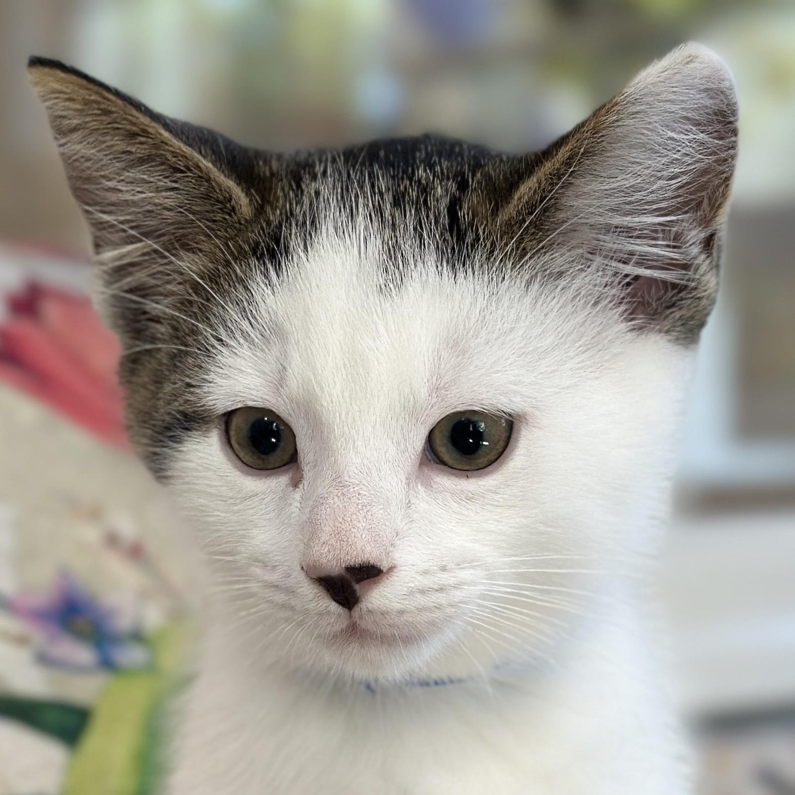 Enlarge Tao, an adopted Domestic Short Hair in Victor, NY image 2/5
