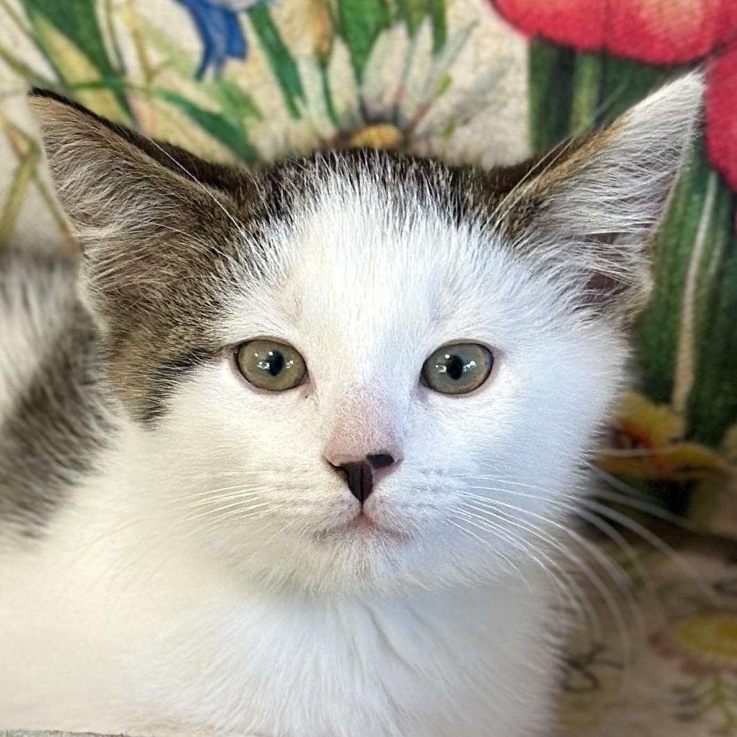 Enlarge Tao, an adopted Domestic Short Hair in Victor, NY image 1/5