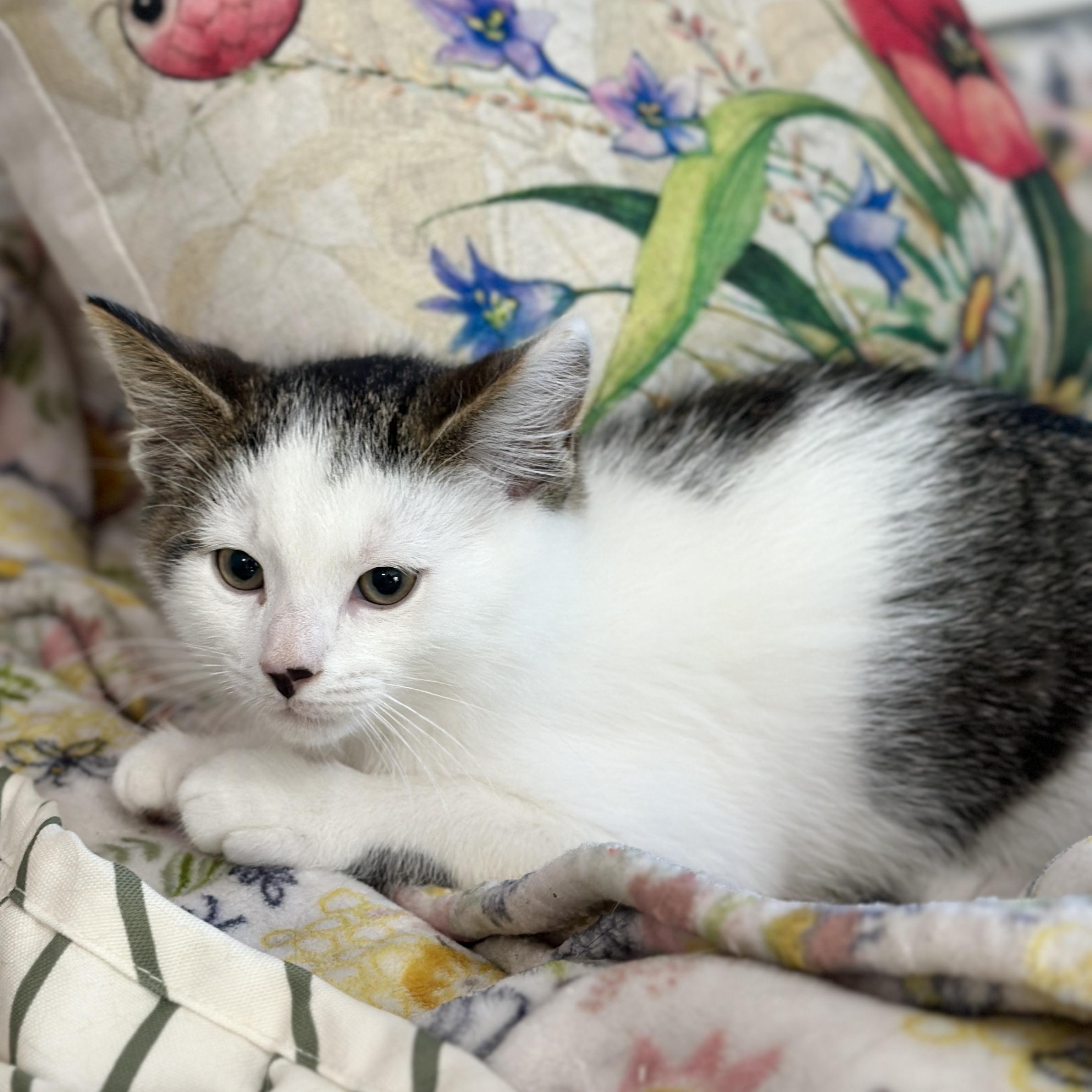 Enlarge Tao, an adopted Domestic Short Hair in Victor, NY image 3/5