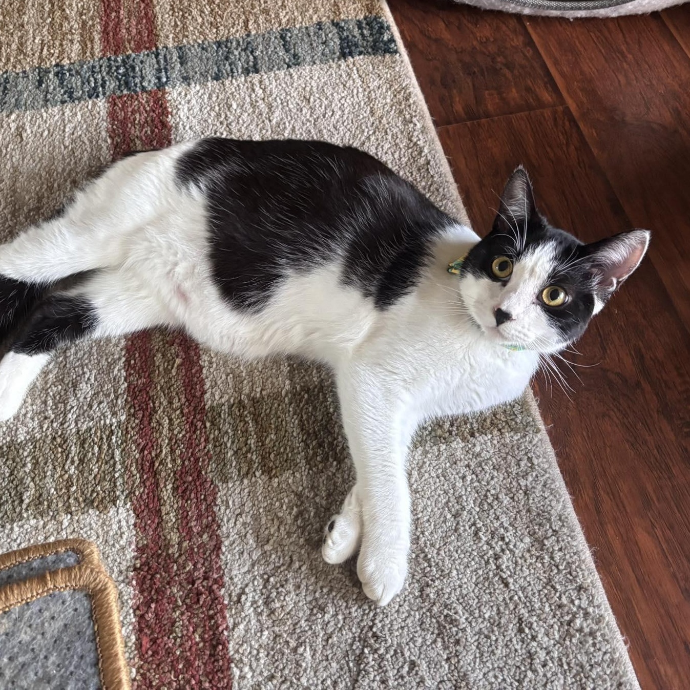 Sunbeam, an adopted Domestic Short Hair in Concord, CA image 1/2