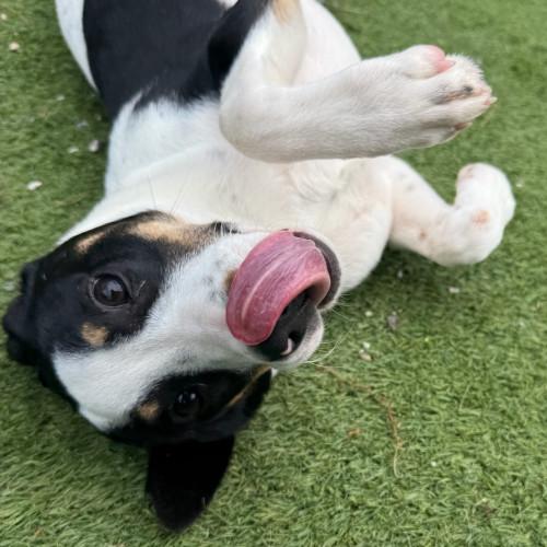 Bogart, Adoptable, Young Male Mixed Breed.
