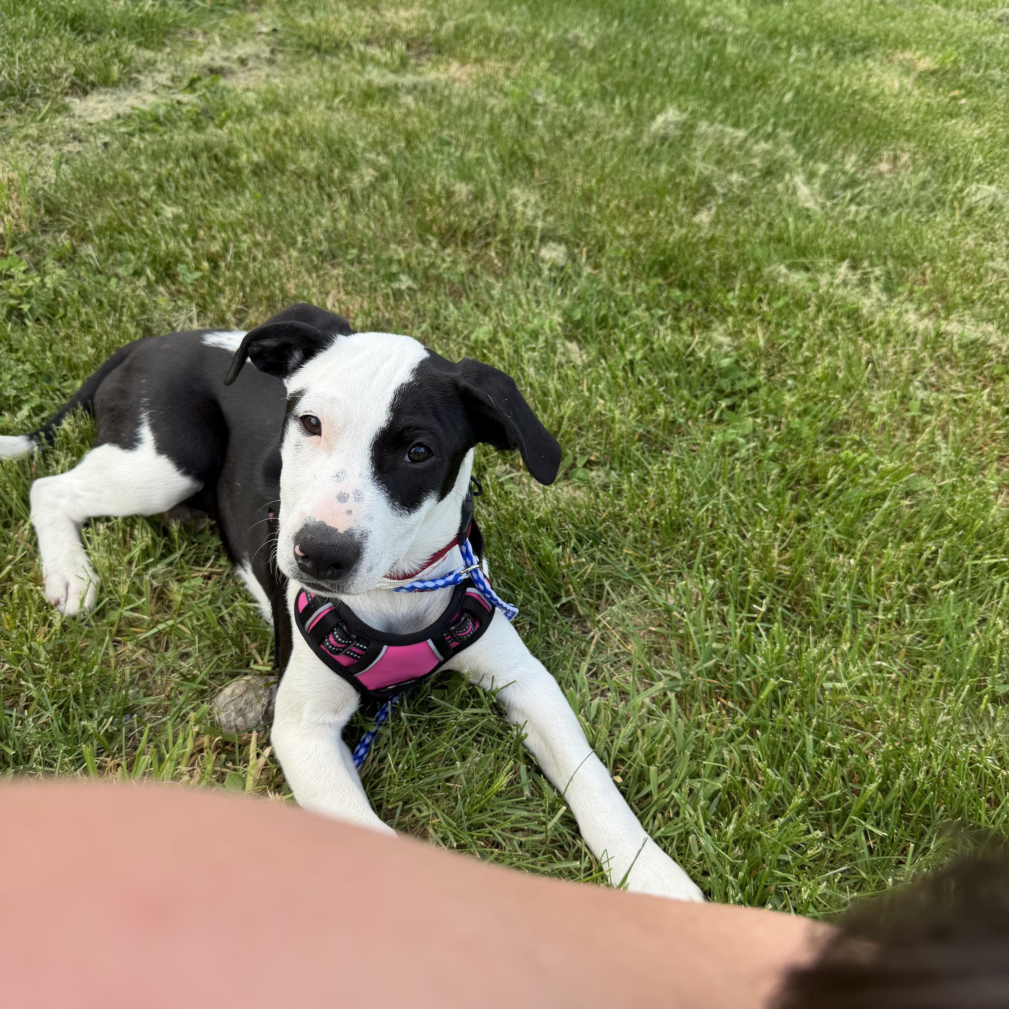 Daisy, a ADOPTABLE Mixed Breed in New Boston, NH image 5/6