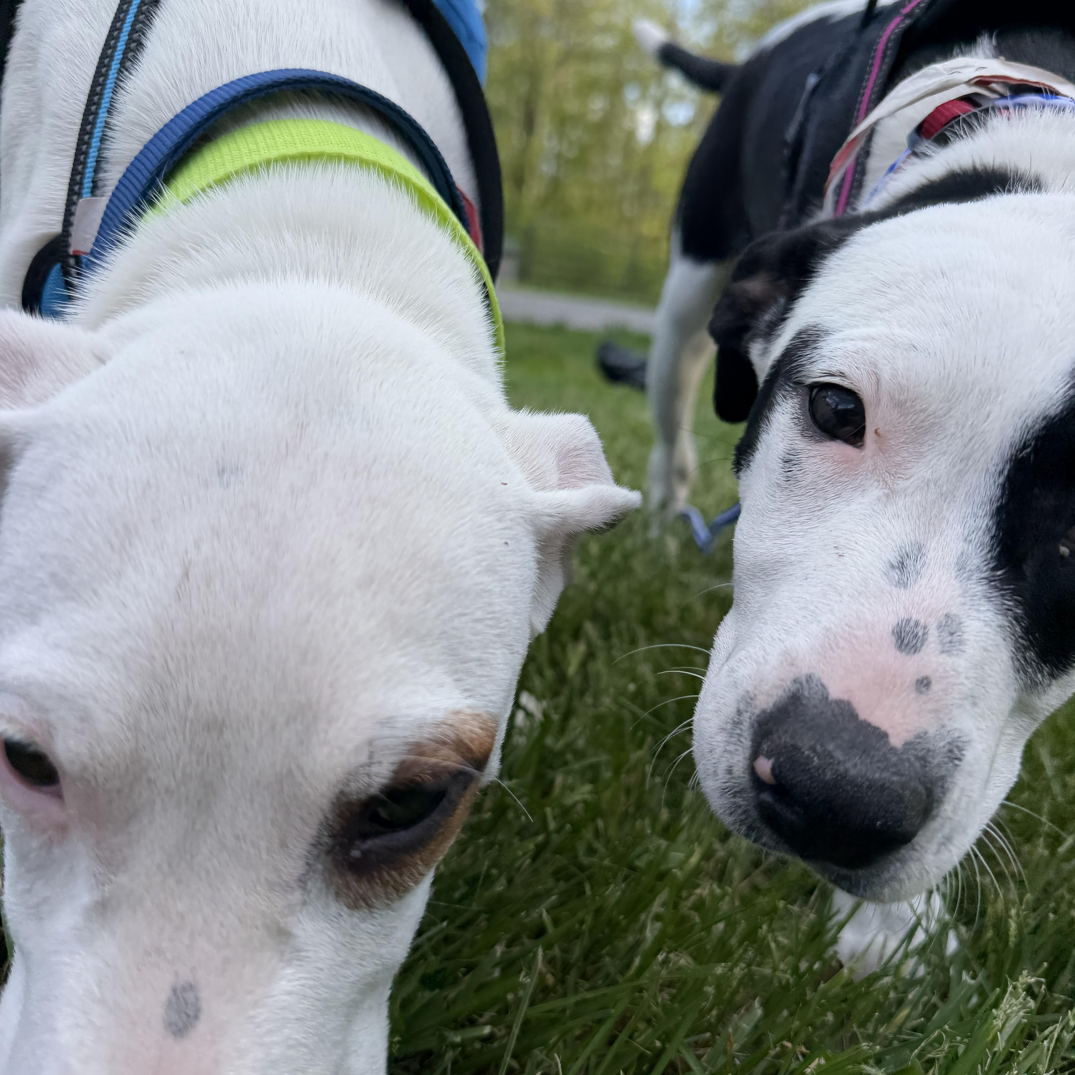 Daisy, a ADOPTABLE Mixed Breed in New Boston, NH image 4/6