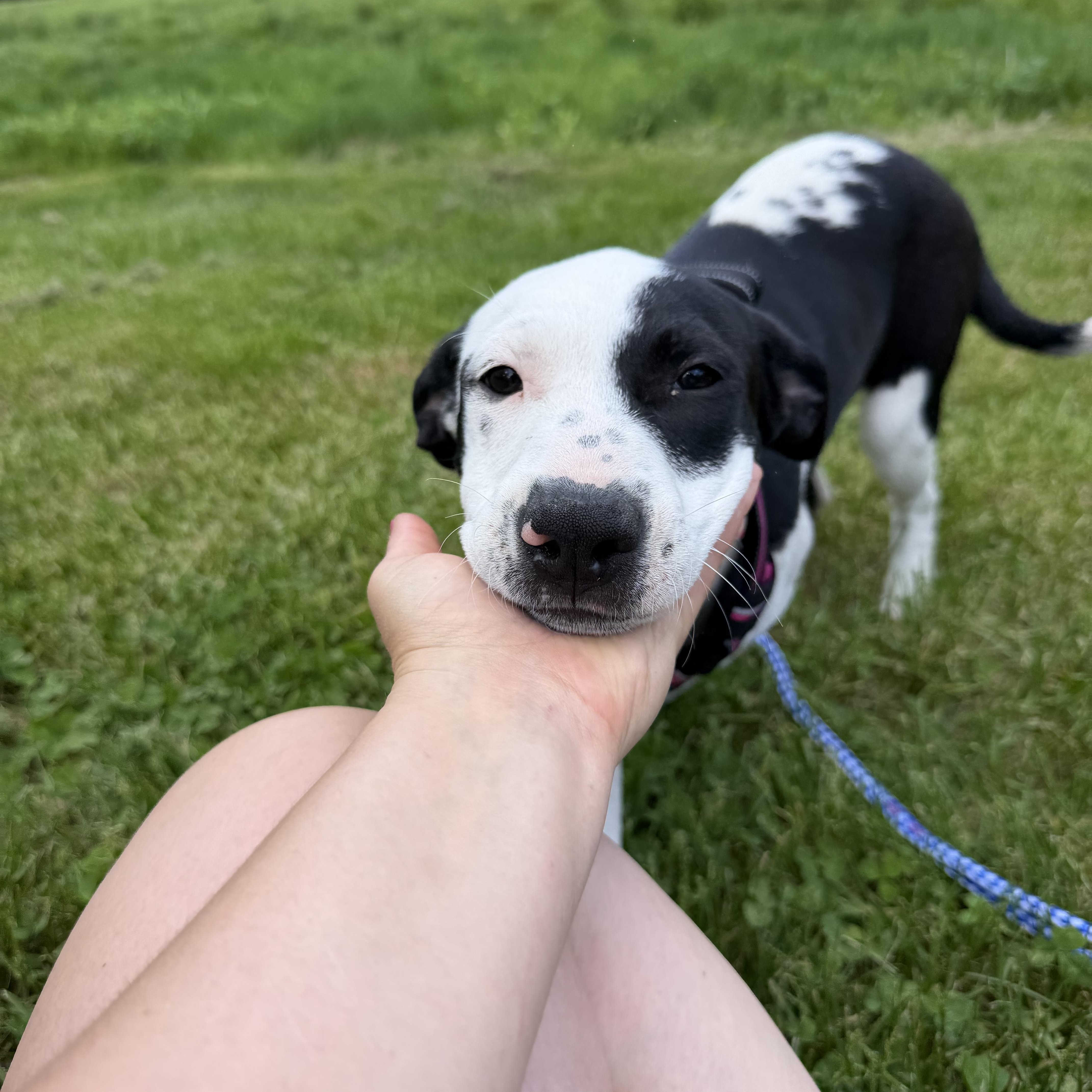 Daisy, ADOPTABLE, Puppy Female Mixed Breed.