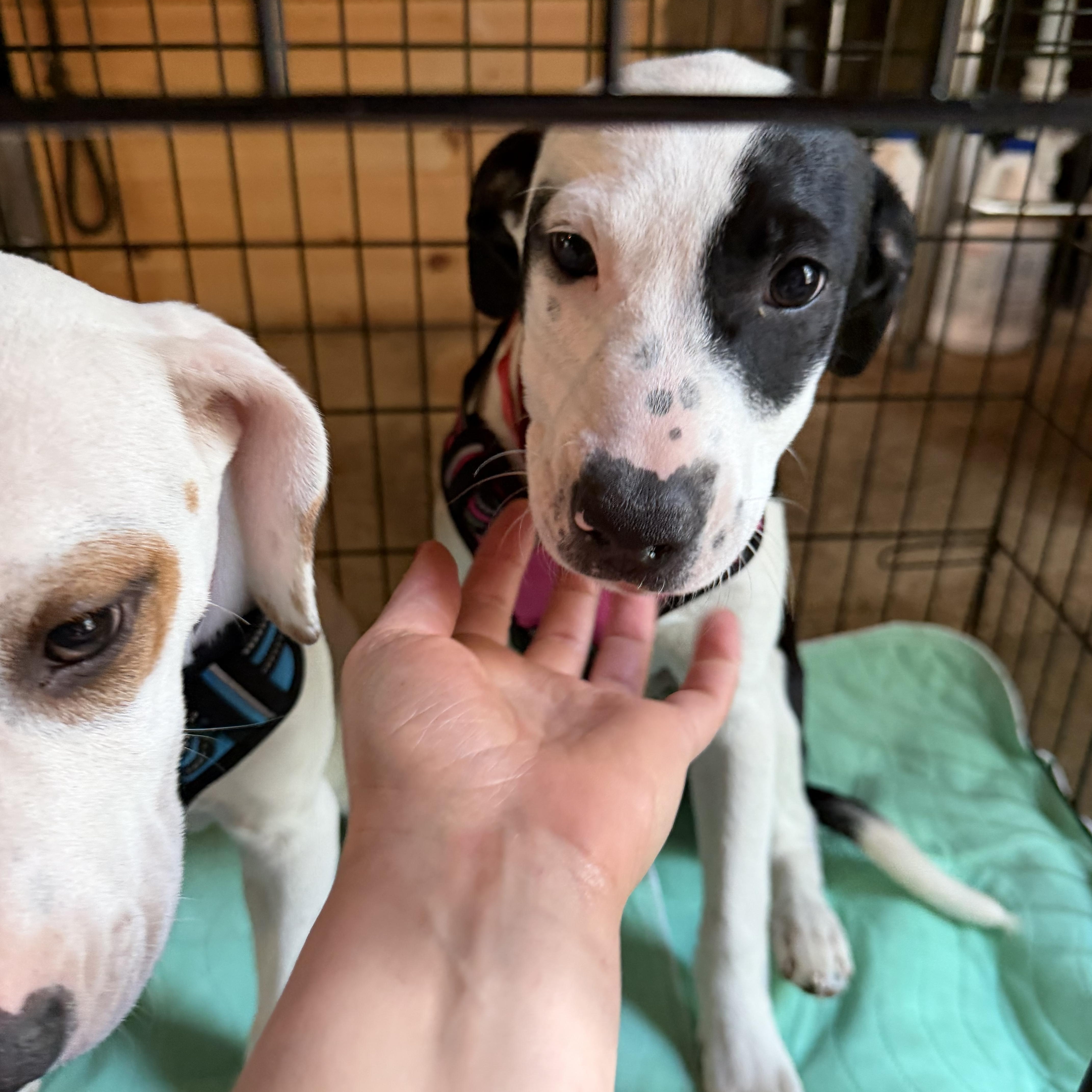 Daisy, a ADOPTABLE Mixed Breed in New Boston, NH image 6/6