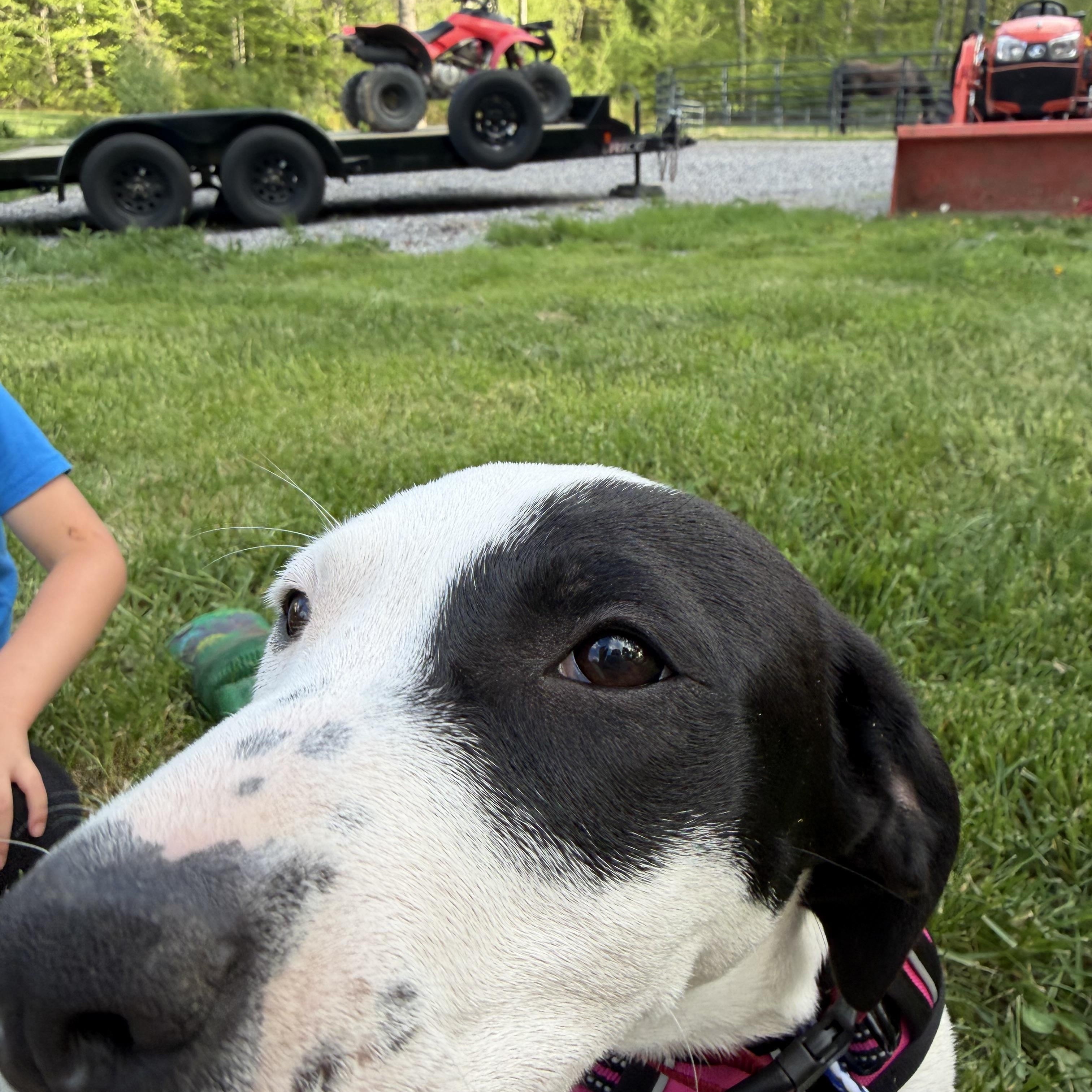 Daisy, a ADOPTABLE Mixed Breed in New Boston, NH image 3/6