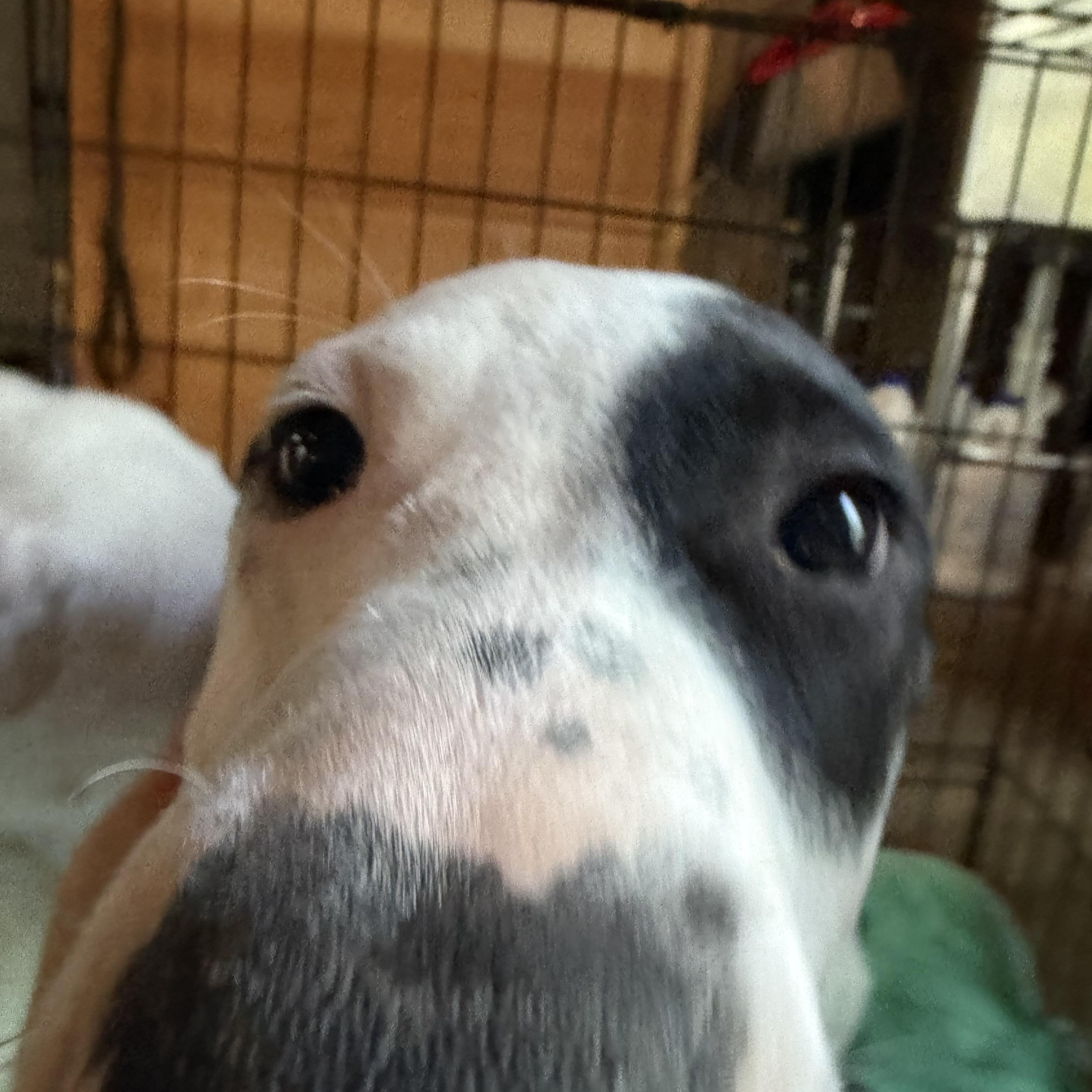 Daisy, a ADOPTABLE Mixed Breed in New Boston, NH image 2/6