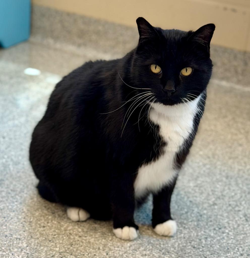 Enlarge Wynn, a Adoptable mixed breed in Columbia, IL image 1/6