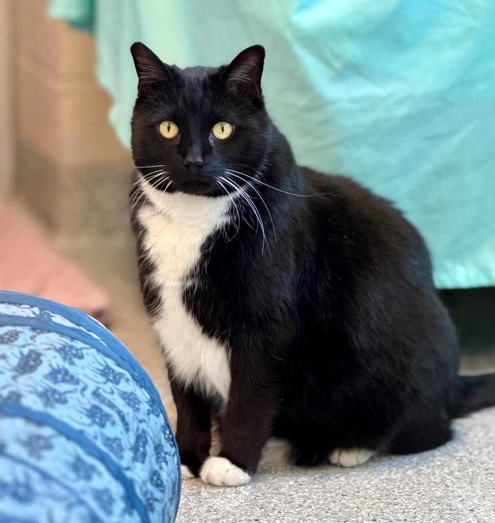 Enlarge Wynn, a Adoptable mixed breed in Columbia, IL image 2/6