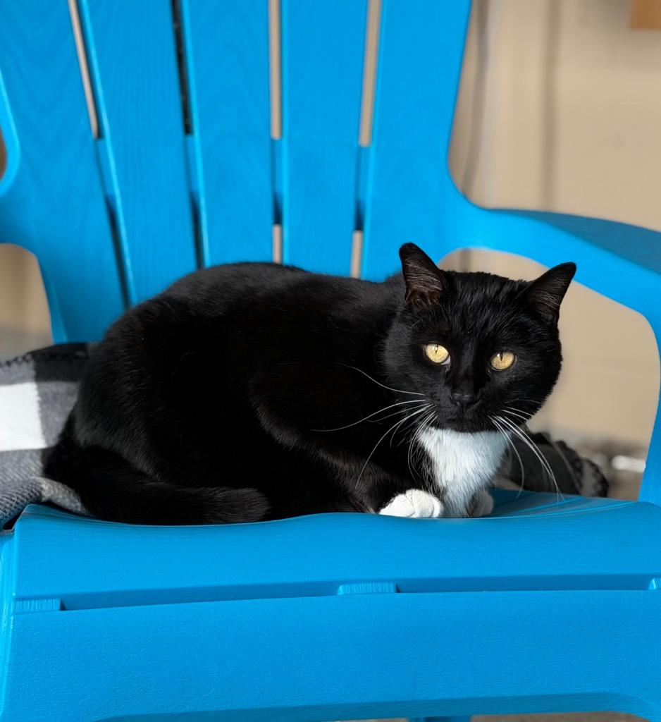 Enlarge Wynn, a Adoptable mixed breed in Columbia, IL image 3/6