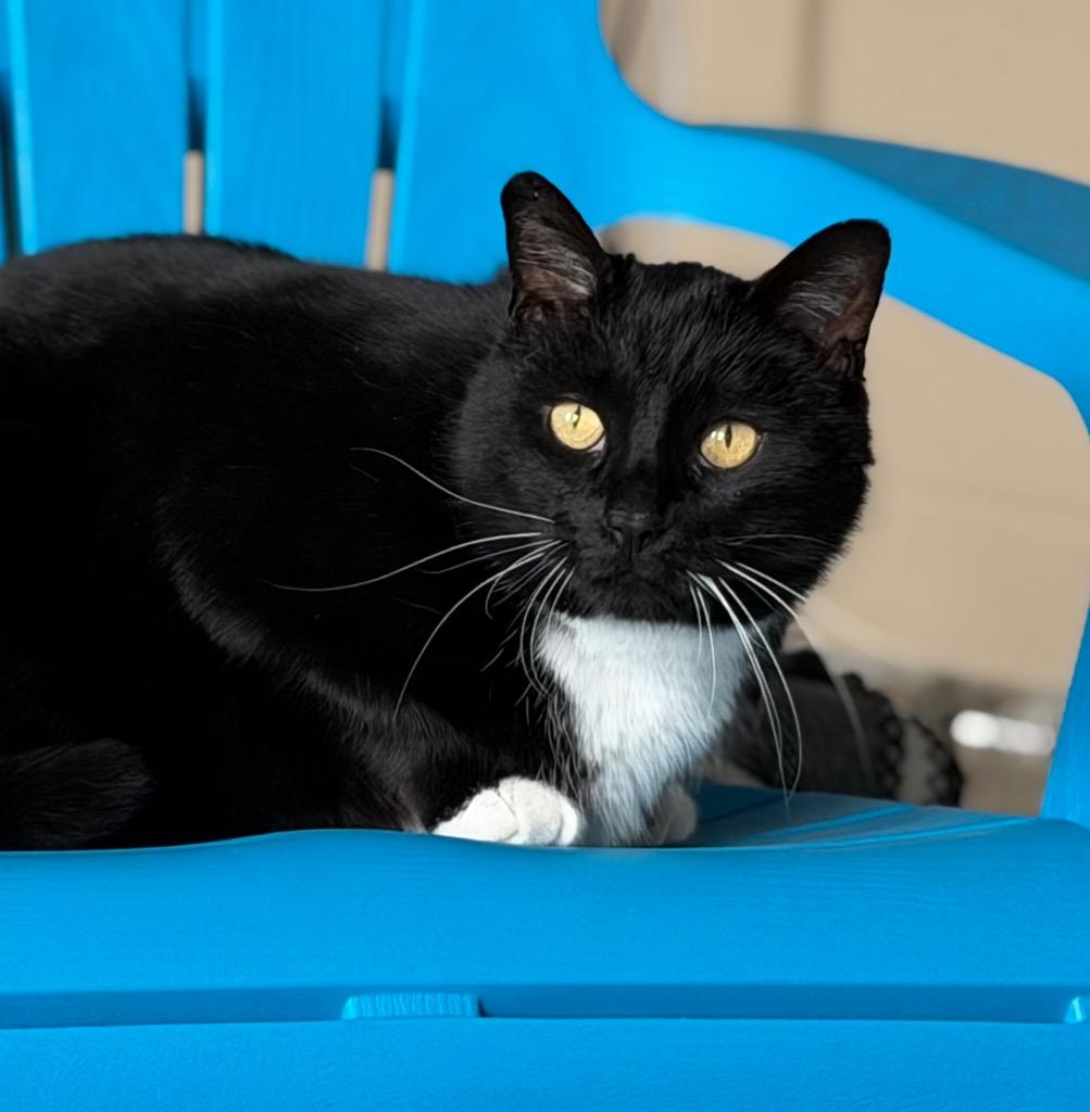 Wynn, Adoptable, Senior Male Domestic Short Hair.